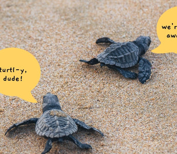 Turtl-y awesome facts about Turtles!